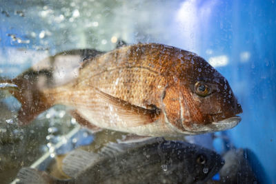 Close-up of fish swimming in aquarium