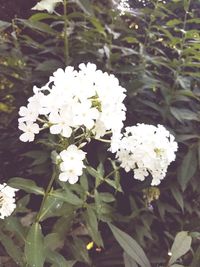 Close-up of white flowers blooming outdoors