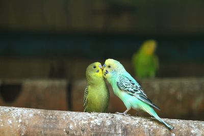 Close-up of parrot perching on wood