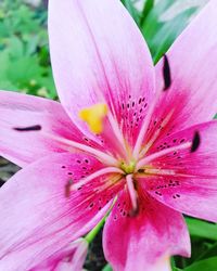 Close-up of pink flower