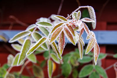 Close-up of snake on plant