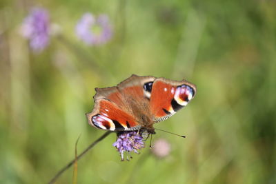 Close-up of butterfly on purple flower