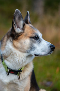 Close-up of dog looking away