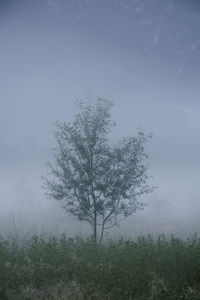 Trees on field against sky during foggy weather