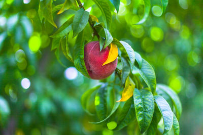 Close-up of fruit growing on tree