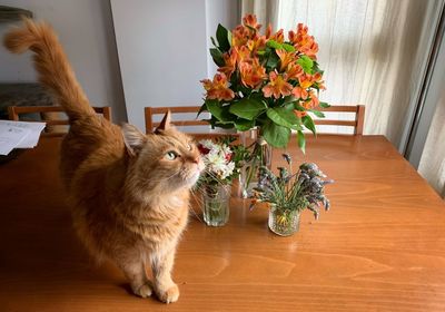 Cat by potted plant on table at home