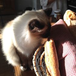 Close-up of cat at home
