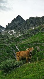 Cow on a mountain