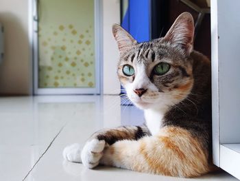Close-up portrait of a cat at home