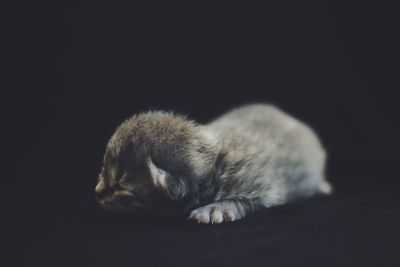 Close-up of cat against black background