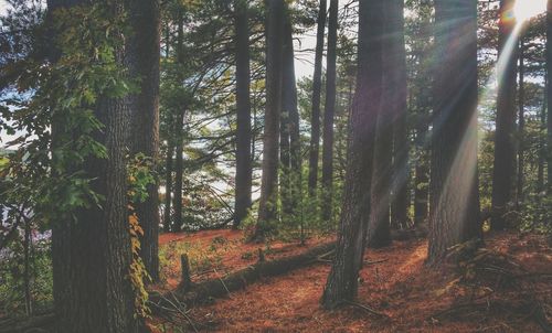 Sunlight beaming in woods