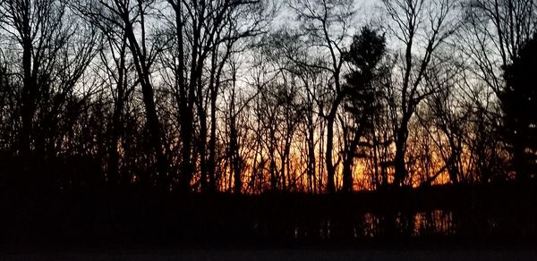 Silhouette of bare trees in forest