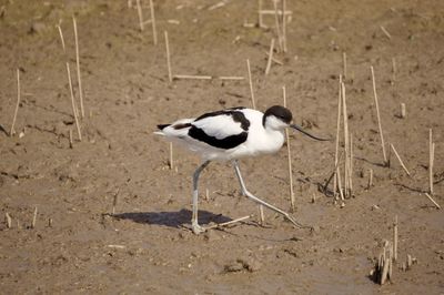 Side view of a bird on beach