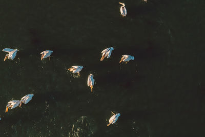 High angle view of birds swimming in lake