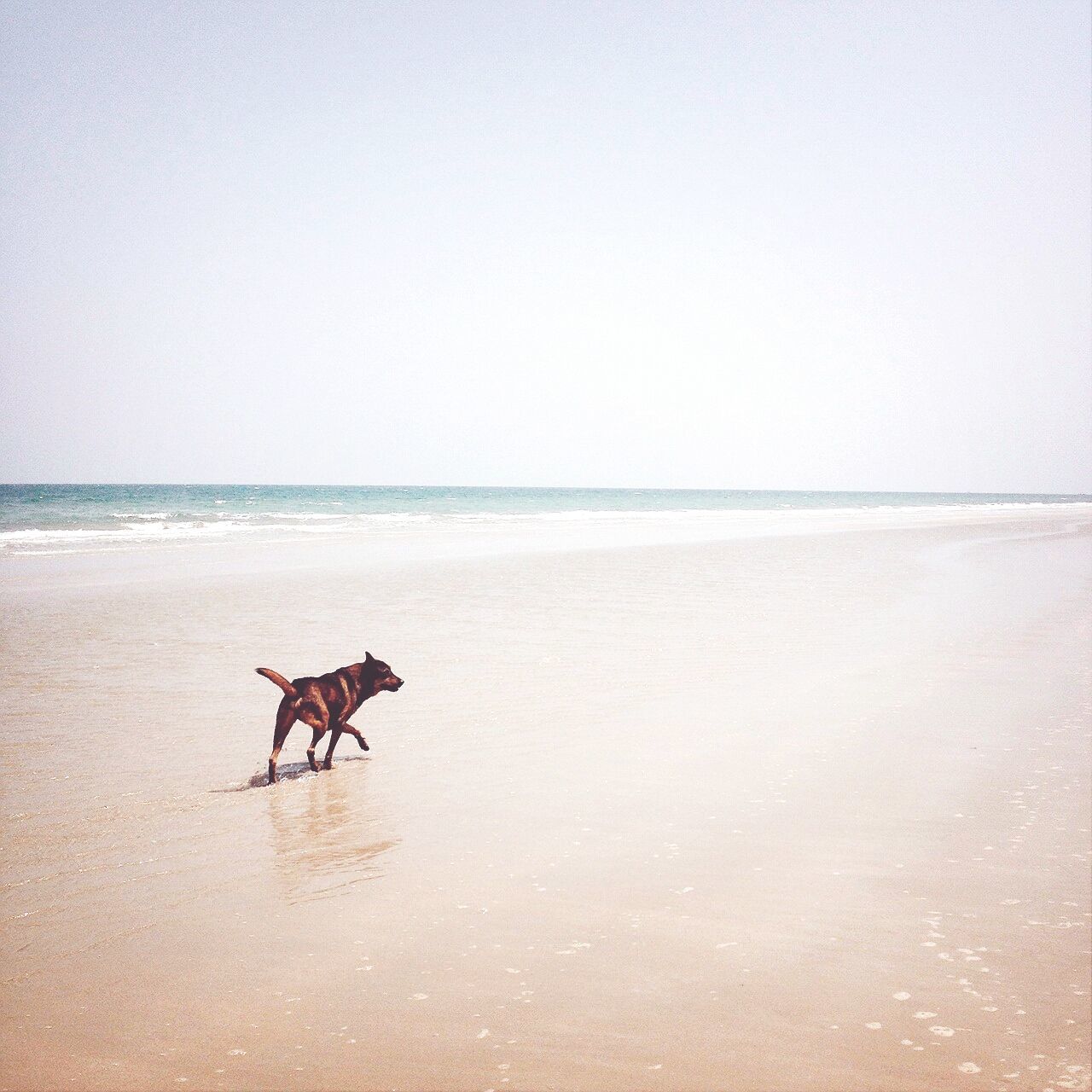 water, sea, horizon over water, clear sky, animal themes, dog, beach, domestic animals, copy space, mammal, one animal, pets, tranquility, tranquil scene, nature, scenics, waterfront, beauty in nature, sand, shore