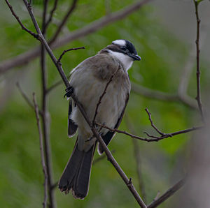 Close-up of bird perching on branch