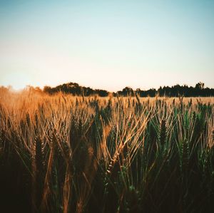 Scenic view of field against clear sky