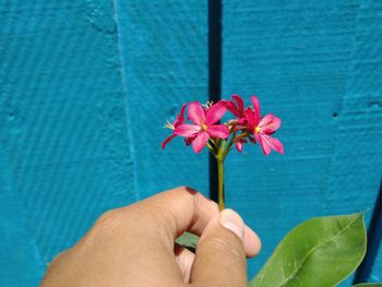 Close-up of hand holding red flower