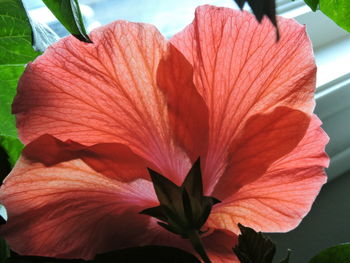 Close-up of red flowering plant