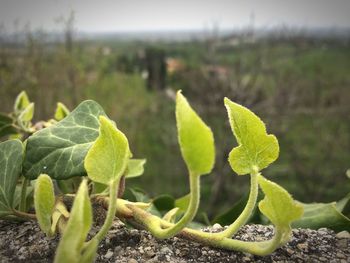 Close-up of green plant growing on field