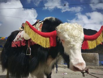 High angle view of cow