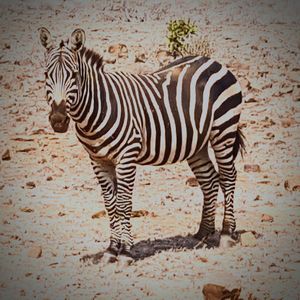 Close-up of zebra standing outdoors