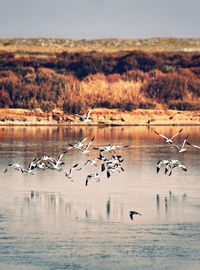 Birds flying over lake against sky