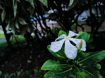 Close-up of plant growing on plant