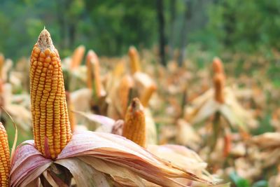 Close-up of fresh corn on field