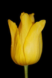 Close-up of yellow rose against black background