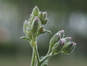 Isolated bunch of flowers on soft focus background. selective on flower