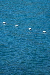 Swans swimming in water