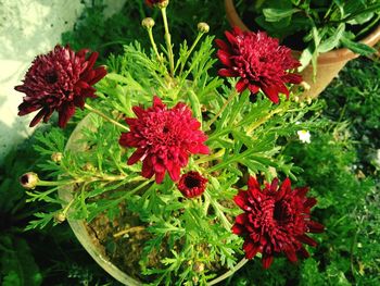 Close-up of red flowers