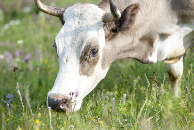 Close-up of a horse on field