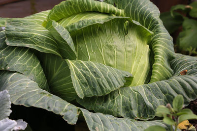 Close-up of green leaves on plant