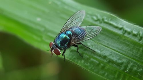 Close-up of fly on leaf