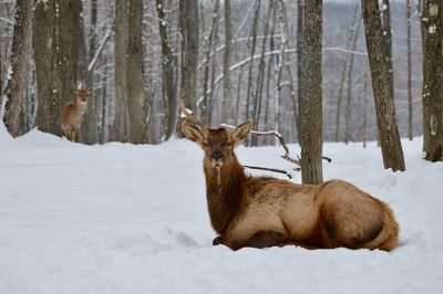 Giraffe on field in forest during winter