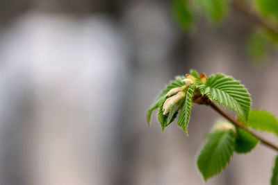 Close-up of green leaves on plant