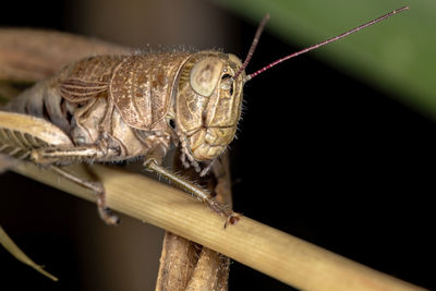 Close-up of insect on wood