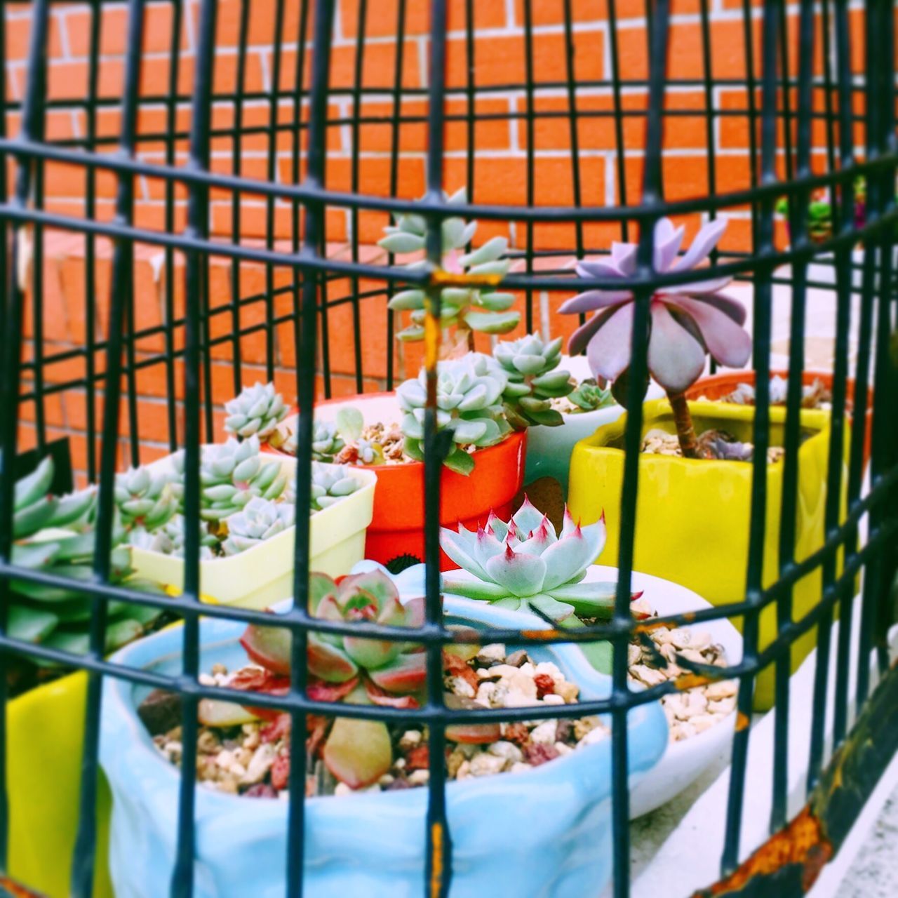 flower, fence, plant, fragility, freshness, growth, petal, close-up, flower head, focus on foreground, leaf, nature, wall - building feature, blooming, built structure, potted plant, metal, day, beauty in nature, architecture