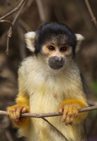 Closeup portrait of cute baby golden squirrel monkey saimiri sciureus staring at camera bolivia.