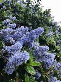 Close-up of purple hydrangea flowers
