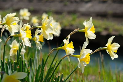 Close-up of yellow flowering plant