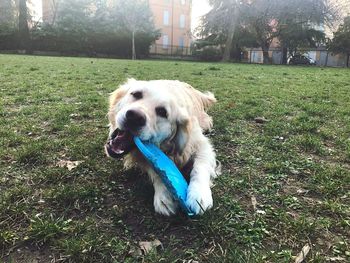 Dog on grass