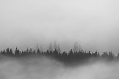 Winter landscape from rodnei mountain. a cold foggy morning with heavy snow.