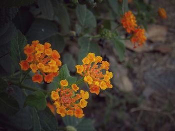 Close-up of yellow flowers