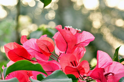 Close-up of pink flowers