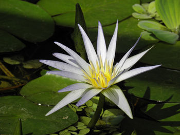 Close-up of white water lily blooming outdoors