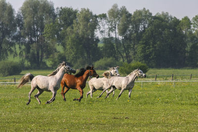 Horses grazing on field