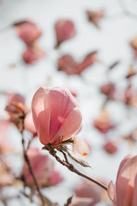 Close-up of hand on pink flowering plant